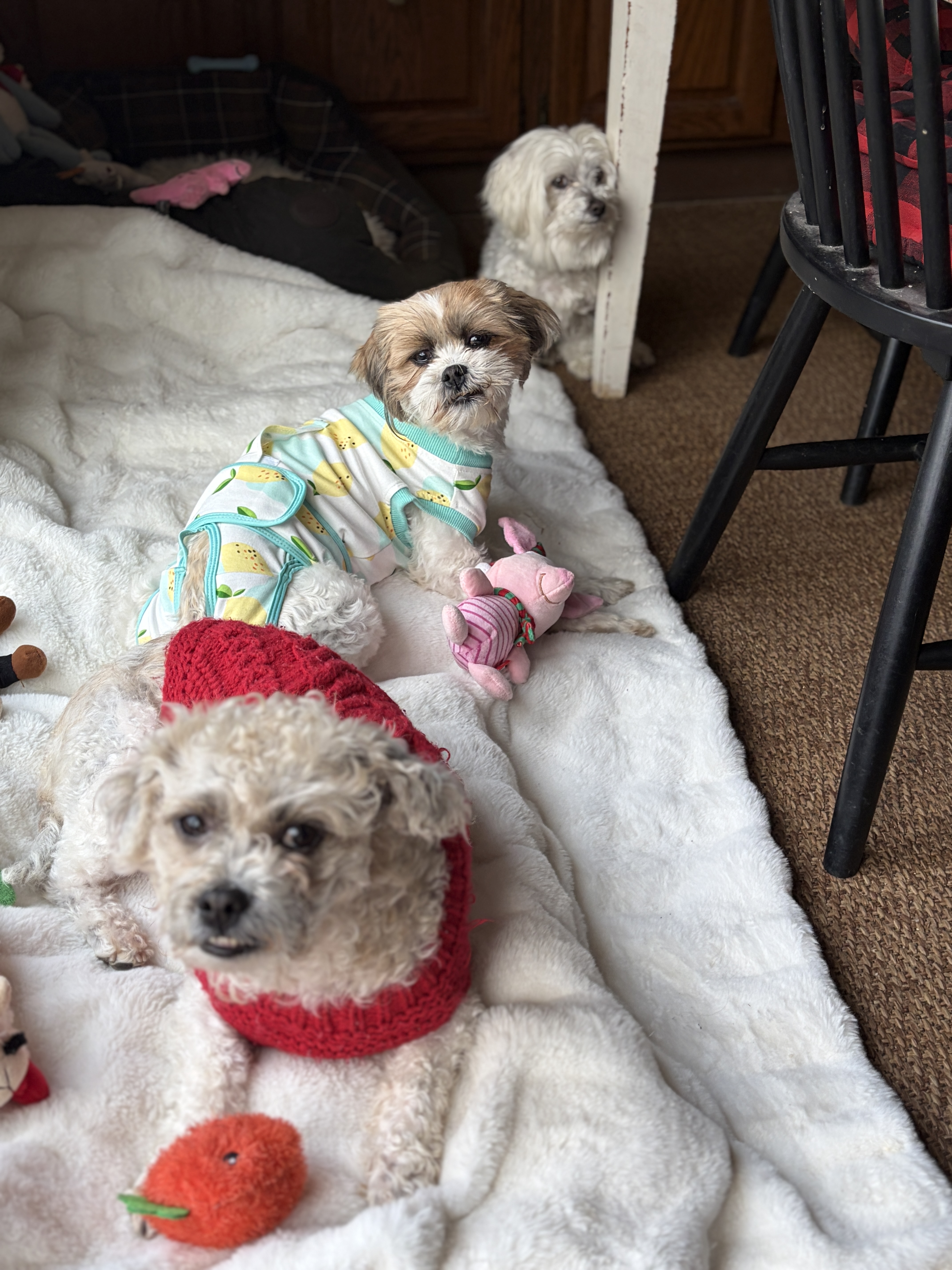 My 3 dogs in their beds together, two shih tzu mixes, and a maltese mix.