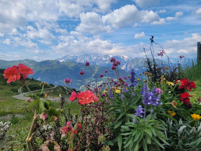 white-capped Switzerland mountains on a clear day with flowers blossoming in the foreground