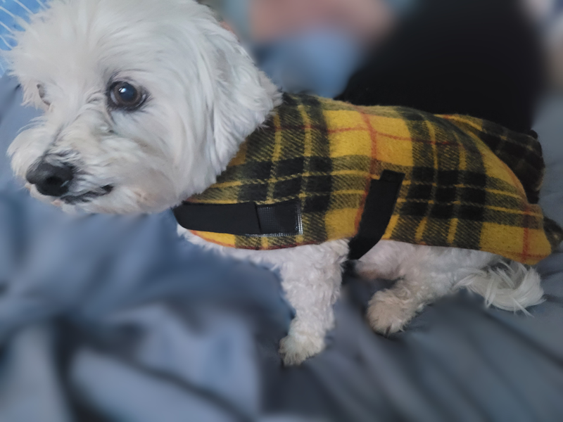 little white Maltese dog looking up balefully, smartly dressed in a yellow and black plaid jacket